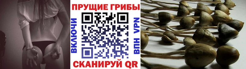 Галлюциногенные грибы GOLDEN TEACHER Сланцы